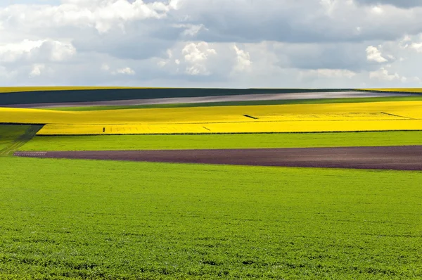 Sarı tarla kolza tohumu çiçek açtı