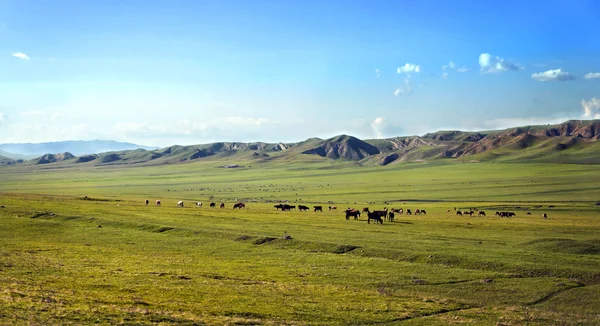 Dağların yakınındaki yeşil bir çayırda inekler otluyor.
