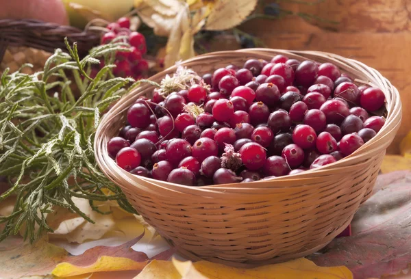 Sepet içine Berry kızılcık