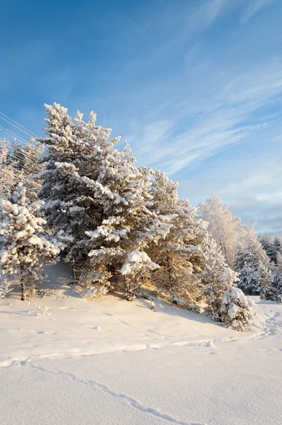 güzel kış manzara orman ve mavi gökyüzü ile
