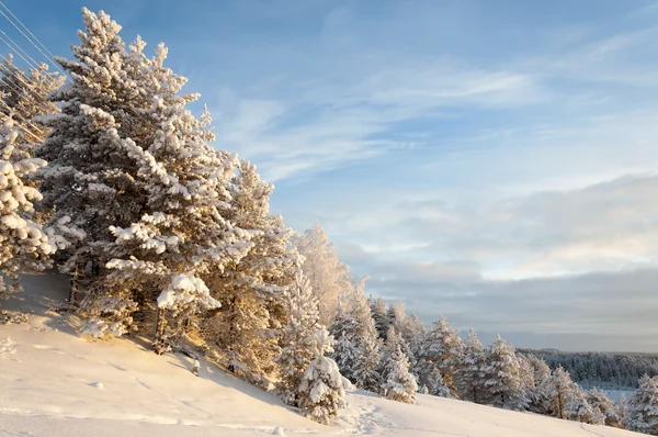 güzel kış manzara orman ve mavi gökyüzü ile