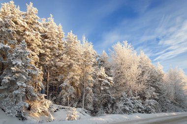 güzel kış manzara orman ve mavi gökyüzü ile