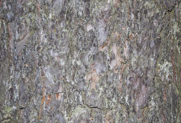 Bark fra et tre – stockfoto