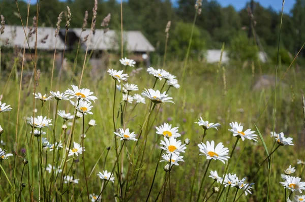 Papatyalar bir çayırda. çiftlik, köy