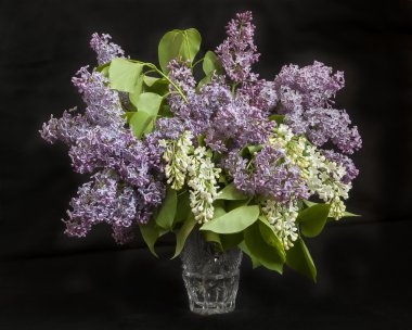 buket lilac siyah zemin