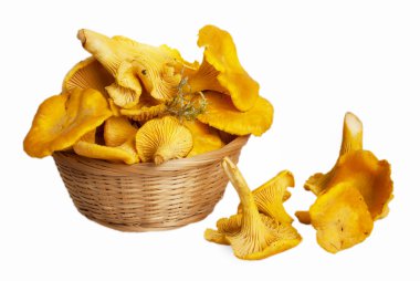 Cantharellus cibarius mantar