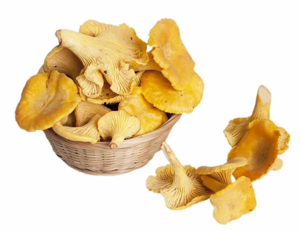 Cantharellus cibarius mantar