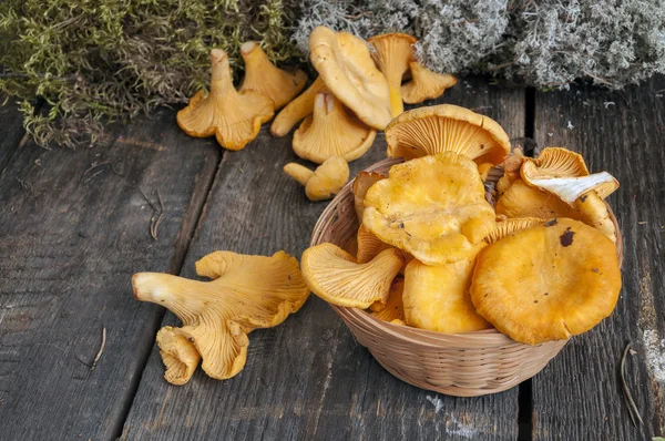 Cantharellus cibarius mantar