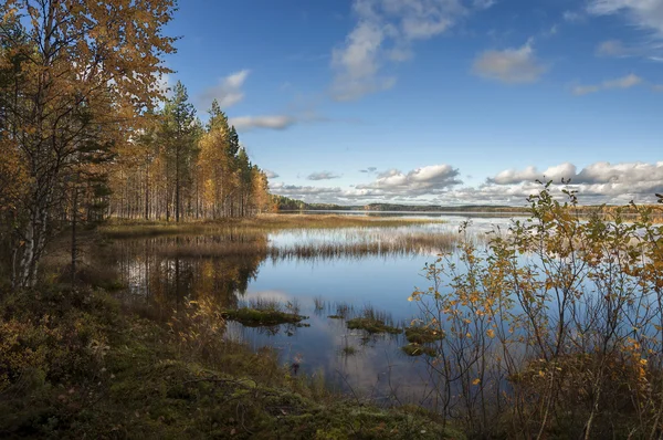 La foresta autunnale — Foto Stock