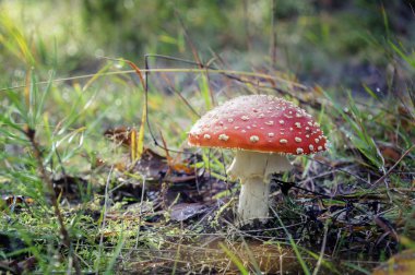 Ormandaki sineksi mantarlara yakın çekim