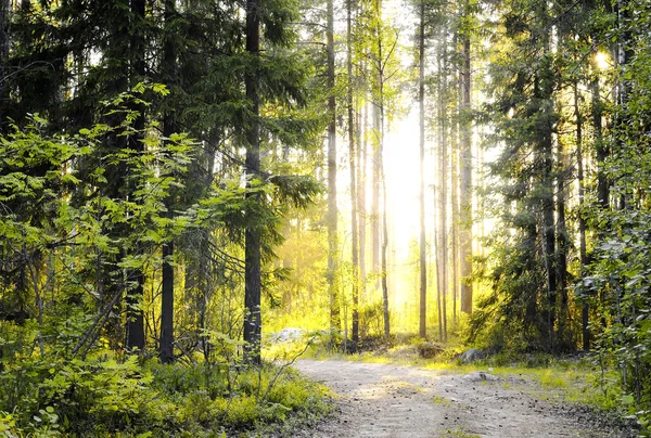 Güneşli orman sabahın erken saatlerinde
