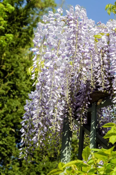 Blauweregen Trelly paars — Stockfoto