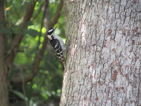 Closeup Female Downy Woodpecker Perched Side Tree Trunk Forest — Stock Photo, Image