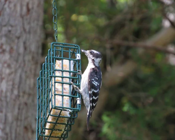 Female Downy Woodpecker Perched Eating Suet Bird Feeder Forest — Stock Photo, Image