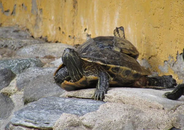 Tortues Coulissantes Étang Relaxant Bronzant Sur Des Rochers Près Étang — Photo