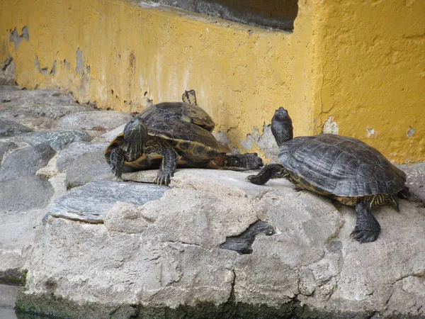 Vijver Slider Schildpadden Ontspannen Zonnebaden Rotsen Buurt Van Een Kunstmatige — Stockfoto