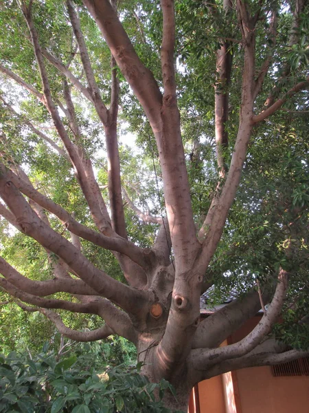 Ein Riesiger Baum Spendet Schatten Einem Park Mit Vielen Sehr — Stockfoto