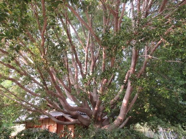 Árbol Enorme Que Sombra Parque Con Muchas Ramas Muy Gruesas —  Fotos de Stock