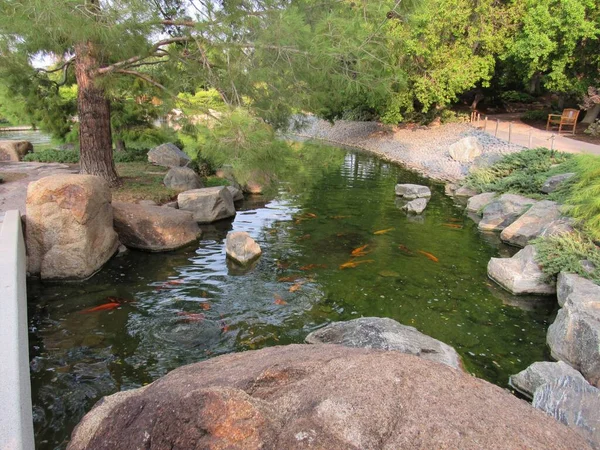 Ein Koi Fischteich Einem Großen Japanischen Gartenpark Phoenix Arizona — Stockfoto