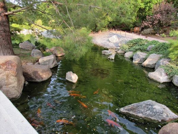 Ein Koi Fischteich Einem Großen Japanischen Gartenpark Phoenix Arizona — Stockfoto