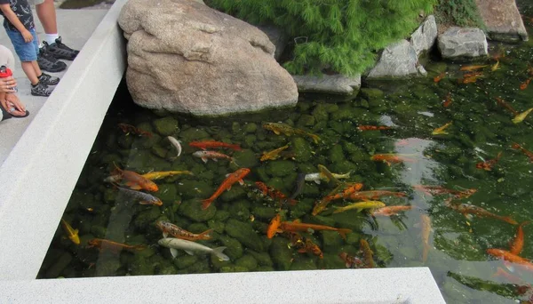 Estanque Peces Koi Ubicado Dentro Gran Parque Jardín Japonés Phoenix —  Fotos de Stock