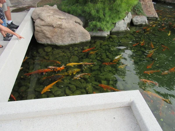 Étang Poissons Koi Situé Intérieur Grand Jardin Japonais Phoenix Arizona — Photo