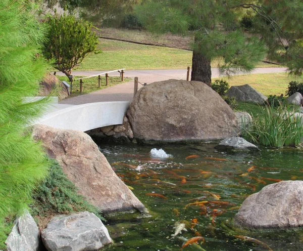 位于亚利桑那州凤凰城的一个大型日本花园公园内的科伊鱼塘 — 图库照片