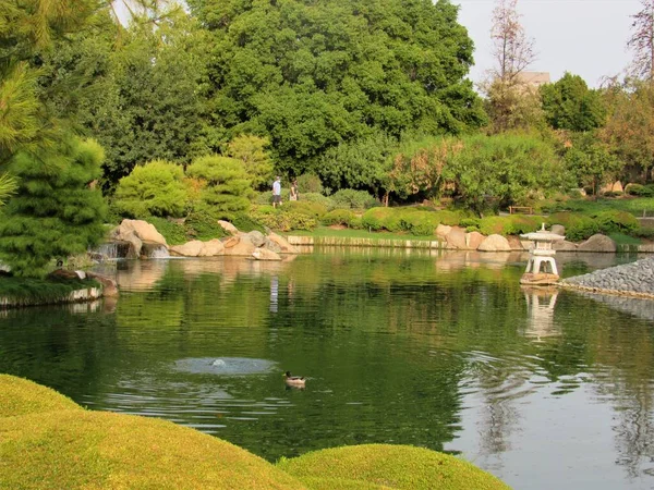 Ein Koi Fischteich Einem Großen Japanischen Gartenpark Phoenix Arizona — Stockfoto