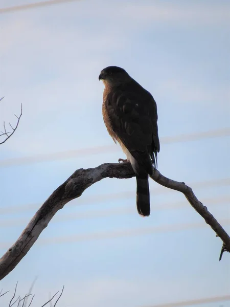 Silhouette Falco Appollaiato Ramo Albero Visto Scottsdale Arizona Tramonto — Foto Stock