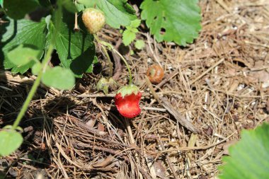 Böcekler ve haşereler yüzünden çilekleri yiyip yok ettiler. 