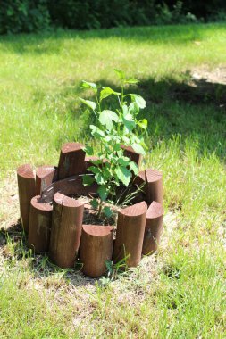 Sharon 'ın genç gülü güneş ışığına yeni dikilmiş.