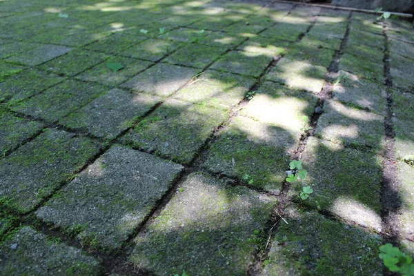 Old Stone Tiles Weeds Growing Cracks Moss — Stock Photo, Image
