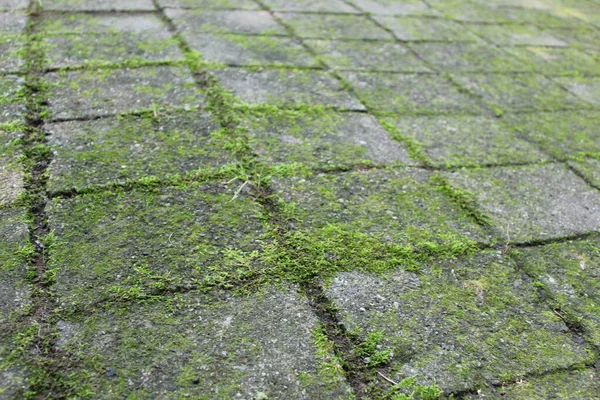 Old stone tiles with weeds growing between the cracks and moss