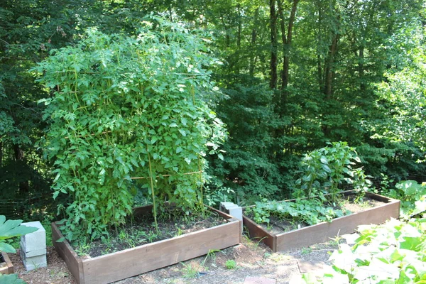 Shaded Plants Garden Raised Planter Beds Including Tomatoes — Stock Photo, Image