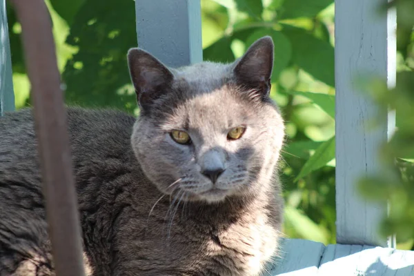 Gray Male Russian Blue Cat Laying Wooden Deck Shade Sunny — Stock Photo, Image