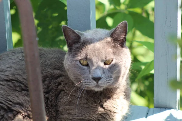 Gray Male Russian Blue Cat Laying Wooden Deck Shade Sunny — Stock Photo, Image