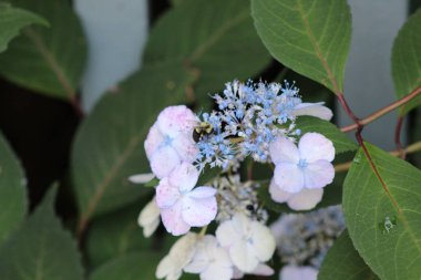 Yaban arıları, gölgelerde mavi ortancaların etrafında uçuşup tozlaşıyorlar. 