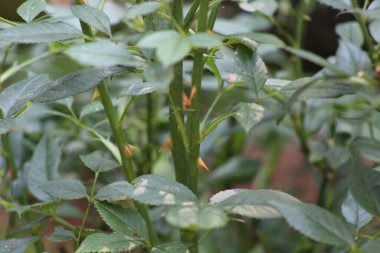 Bahçedeki bir gül dalının dikenlerine yakın. 