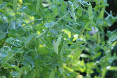 Güneşli bir yaz gününde gölgeli bir bahçede büyüyen bezelye bitkisinin yakınına. 