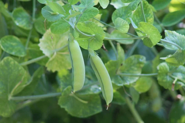 Close Van Een Erwtenplant Die Groeit Een Schaduwrijke Achtertuin Een — Stockfoto