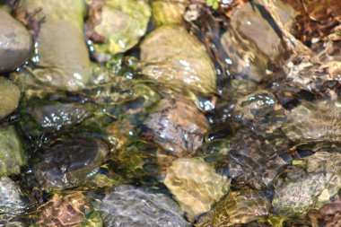 Sığ bir derenin altında çakıl taşları ve taşlar var.  