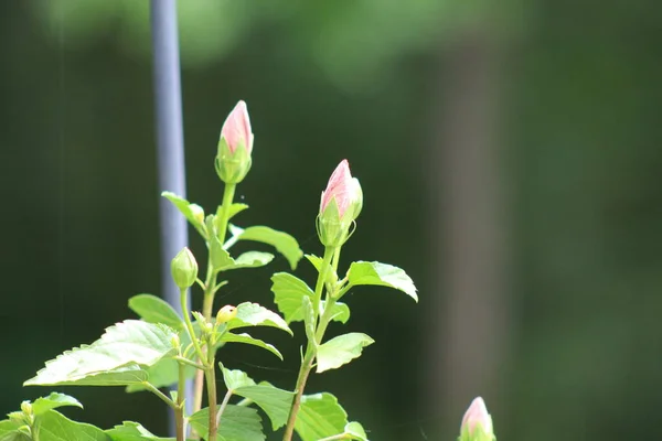 Primo Piano Una Bella Pianta Fiore Ibisco Arancione Con Sfondo — Foto Stock