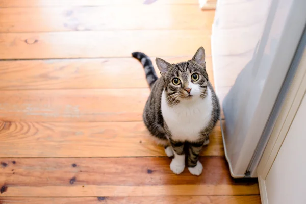 국내 식탁보 고양이 로열티 프리 스톡 사진