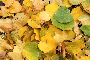 Parkta sonbahar yaprakları