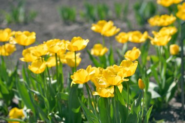 bahçede Sarı laleler