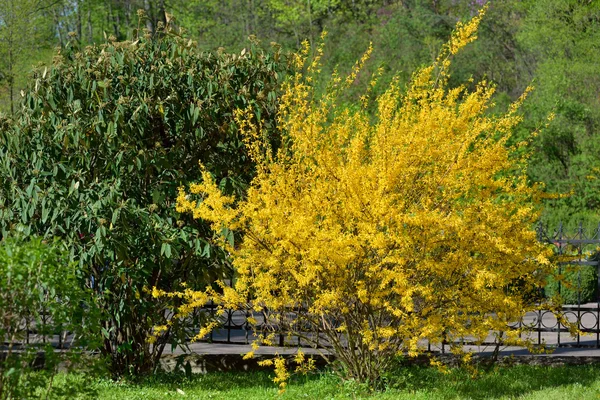 Fleurs jaunes buisson de forsythia — Photo