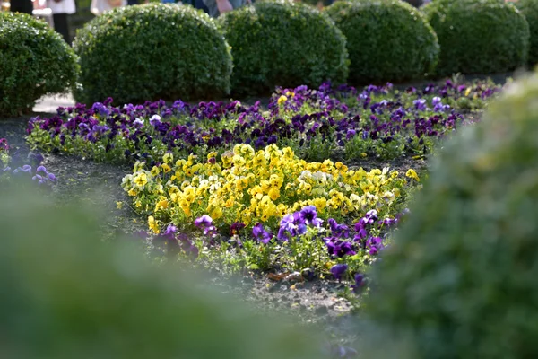Jardín pansy flor — Foto de Stock