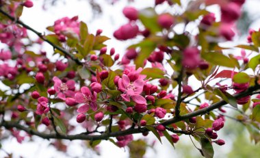 çiçek açması elma dalı