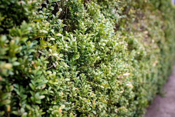 Trimmed Green Fence — Stock Photo, Image