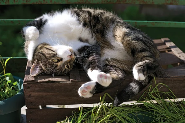 Ritratto di gatto domestico tabby sulla terrazza — Foto Stock